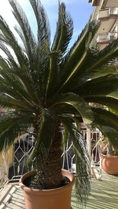 CYCAS CICAS PALMA PIANTA PER ESTERNO IN VASO RESINA DIAMETRO bulbo 90 centimetri - Foto 1 di 2