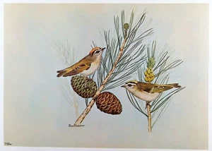 Rex Brasher Bird Print, Golden Crowned Kinglet on Chihuahua pine tree, 16x12 in. - Picture 1 of 3