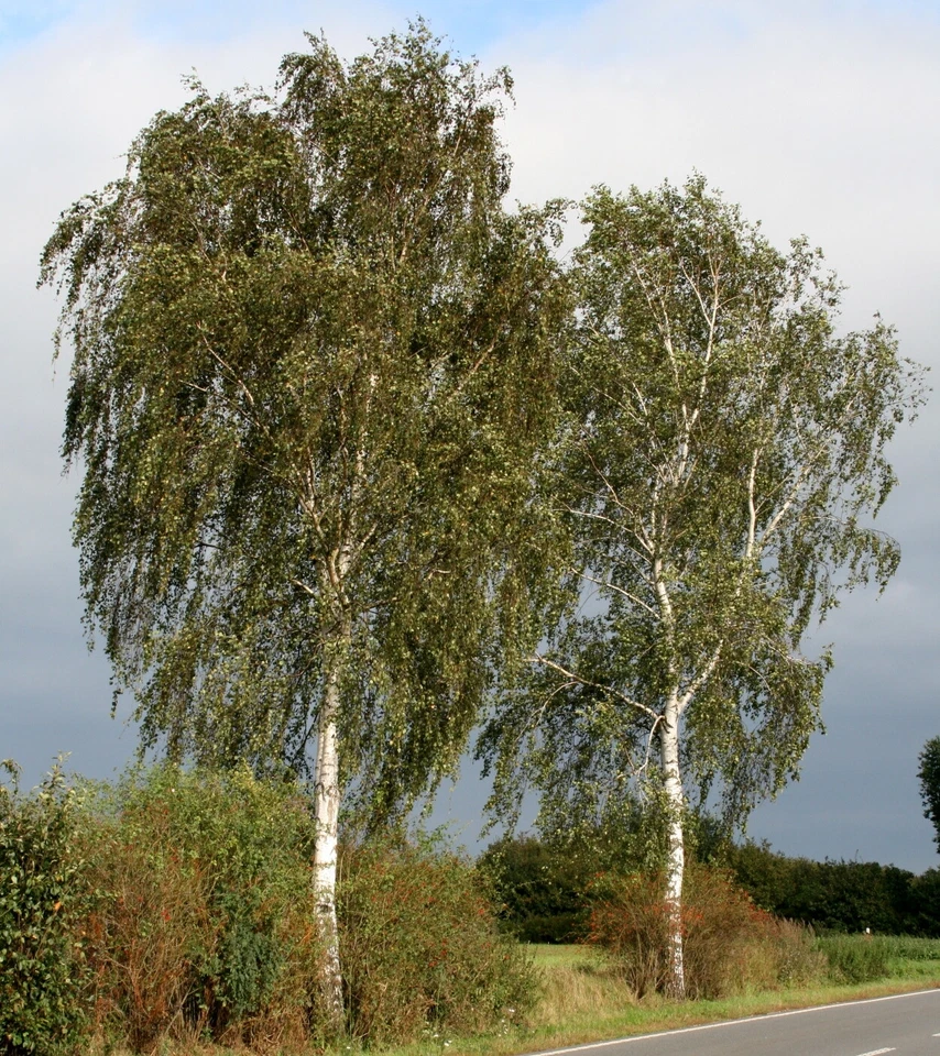 Sandbirke Betula pendula 150 - 200 cm im Container - Bild 1 von 1