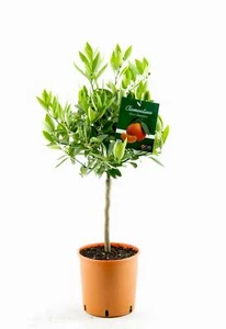 Citrus × clementina 80-100 cm Clementine - Klementine -Clementino - Bild 1 von 3