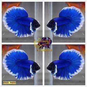 Live Betta Fish High Quality MALE Dumbo Blue Butterfly Halfmoon USA Seller - Picture 1 of 1