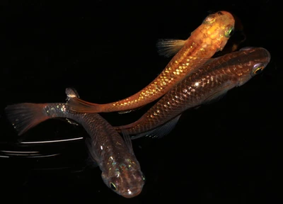 Medaka Eier, Reisfische, Black and Golden Aurora Lame; Oryzias latipes - Bild 1 von 3