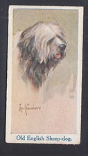 1924 Moustafa - Leo Chambers Dogs Heads #17 Old English Sheep Dog