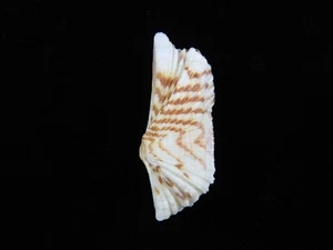 Sea shell Arca navicularis 54.3mm ID#9107 - Picture 1 of 4