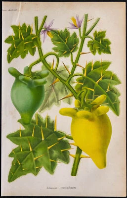 1868 - Poppy Horned Solanum Corniculatum - Chromolithography - Botany - Bild 1 von 3
