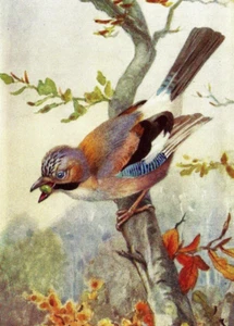Valentinstag Postkarte. Künstler, Winifred Austen Vogel Serie. "Der Eichelhäher." UNP. - Bild 1 von 3