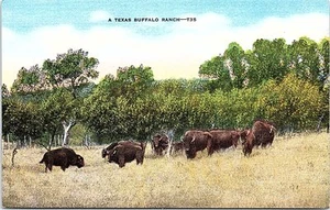 Unused Linen Postcard A Texas Buffalo Ranch TX Buffalos  - Picture 1 of 2