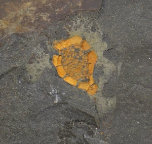 Cystoidea, Trochocystis bohemicus, Kambrium, Drumian, Skryje, CZE-k696 - Picture 1 of 4