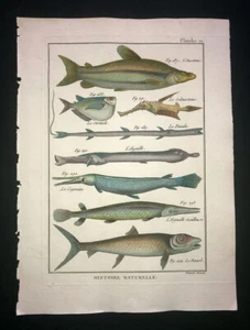 BONNATERRE - CORNETFISH - PL.71 - FOLIO ORIGINAL HC FISCHDRUCK - GEDRUCKT 1788 - Bild 1 von 1
