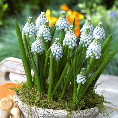 Fácil de cultivar Muscari uva jacinto océano mágico 10 bulbos de plantas, zonas de primavera 4-8 Foto 1 de 2