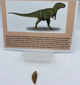 Abelisaurus Raptor Teeth Cretaceous Dinosaur Morocco COA Real No Repair A74 - Picture 1 of 2