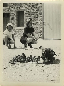 ALTES FOTO - VINTAGE SNAPSHOT - VÖGEL ENTE LUSTIGE FAMILIE - DUCK FUNNY - Bild 1 von 1