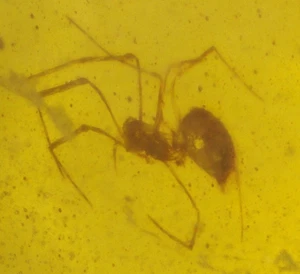 Magnífica araña del Cretácico en fósil de ámbar birmano de la era de los dinosaurios - Imagen 1 de 9