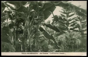 ACI TREZZA villa guarnaccia-coltivazione banane - Picture 1 of 1