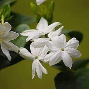 Tea Jasmine Green Flower Sri lanka Organic Loose Leaf Dragon Pearl Natural - Picture 1 of 6