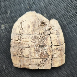 2.98" Antique Chinese antiques ancient bone inscriptions Oracle Bones甲骨文 - Picture 1 of 9