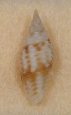 Mitra Faveolata 19 mm Kahe Point Oahu Hawaii 60 pies por la noche Foto 1 de 4