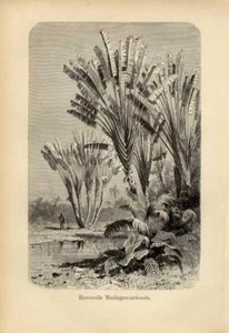 1896 KERNER LITHOGRAPH traveller's tree, or traveller's palm - Picture 1 of 2
