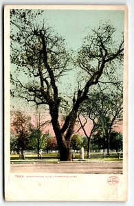 Postcard Washington Elm Cambridge Massachusetts MA Undivided Back UNP - Picture 1 of 2
