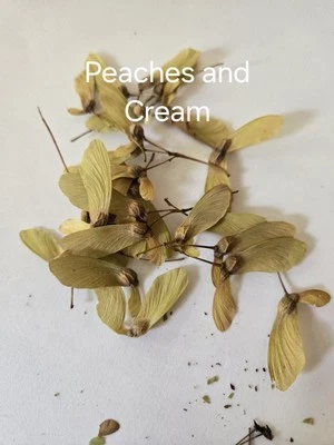 20 PCS Acer Palmatum Peaches And Cream Seeds Japanese Maple - Image 1 of 4