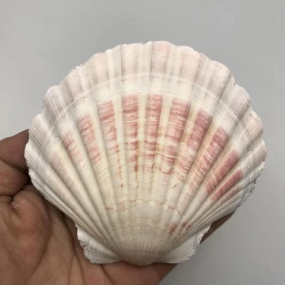 6 PC Large Great Brown Scallop Sea Shells  4 Inches - 4 1/2 Inches - Image 1 of 4