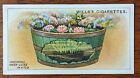 Wills 1923 Cigarette Card Gardening Hints No. 16 Growing Water Lilies in a tub.