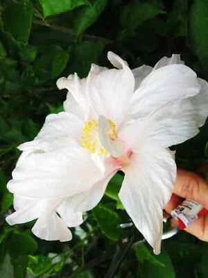 🌺🌺 MADAGASCAR hibiscus MOSCHEUTOS mallow Malvaceae STARTER Live PLANT US ship - Image 1 of 4