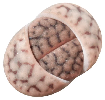 Lithops Living Stones Succulent (2 inch/ 4 inch) - Image 1 of 4