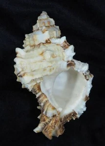 Murex Phyllonotus pomum - GIANT - Picture 1 of 2