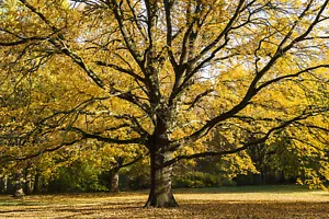 Carta da parati fotografica autunno albero foglie - carta da parati incollata o carta da parati autoadesiva - Foto 1 di 2