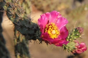CANE CHOLLA ~CHOLLA SPINOSIOR~ Drought Tolerant Hardy Opuntia Cactus Plant - Picture 1 of 3