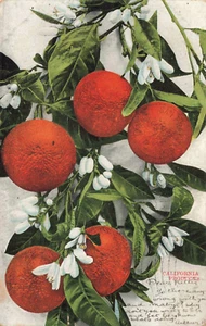Postcard California Produce Fruit Oranges UDB 1907 - Picture 1 of 2