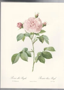 BOTANICAL PRINT , ROSES by P J REDOUTE ,ROSA alba Regalis - Zdjęcie 1 z 1
