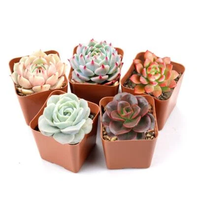 5 Packs Succulent Plants, 2" Assorted Mini Succulent Plant for Indoor Wall Decor - Image 1 of 4