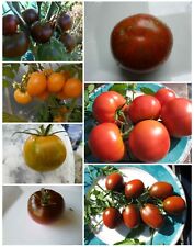 Tomatensamen Mischung 7versch ALTE SORTEN Saatgut Tomaten 15-20 Korn  --T1--