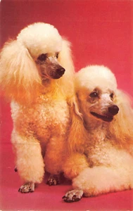 BAMFORTH ANIMAL SERIE Nº G599 PERRO SIN USAR MUY BUENO - Imagen 1 de 2