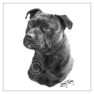Mike Sibley Staffordshire Bull Terrier Staffi razza cane biglietto di auguri compleanno - Foto 1 di 3