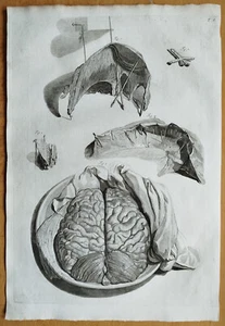 Anatomy Skull Brain Plate 8 - Huge Print Bidloo/Cowper Anatomia - 1740 - Picture 1 of 1