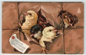 Postcard Easter Raphael Tuck No. 700 Five Chics Breaking Through Brown Package - Picture 1 of 2