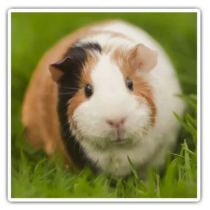 2 x quadratische Aufkleber 10 cm - dreifarbig Meerschweinchen Haustier Nager cooles Geschenk #15969 - Bild 1 von 9