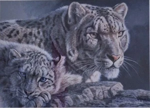 'Snow Child' by Stephen Gayford, Leopard Signed Print, 36×42cm, 746/1100 Next DD - Picture 1 of 4