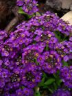 60+ Violet Queen Fragrant Alyssum / Re-Seeding Flower Seeds