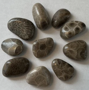 Lote de 10 piedras pequeñas pulidas Petoskey y favoritas - Imagen 1 de 7