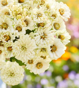 Zinnia elegans CACTUS SNOWMAN White Moon Garden Butterflies Heirloom 100 Seeds - Picture 1 of 6