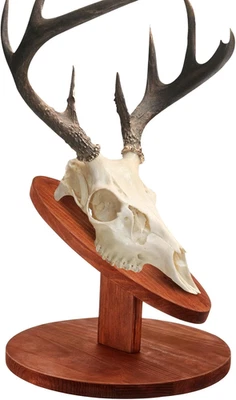 1 Set Deer Head Mount Kit Solid Pine Skull Display European Taxidermy Mount Skul - Image 1 of 4