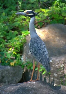 Bird Photography Print, Wall Art, Home Decor, Yellow Crowned Night Heron - Picture 1 of 6