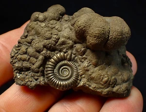 Large Crucilobiceras pyrite ammonite fossil (56 mm) Jurassic Coast crystals rock - Picture 1 of 7