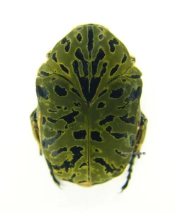Unmounted beetle/Cetoniidae - Gymnetis pantherina meleagris, FEM - Imagen 1 de 1