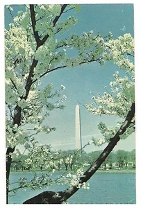 Washington Monument White Cherry Tree Blossoms DC Postcard Vintage 1964 - Picture 1 of 2