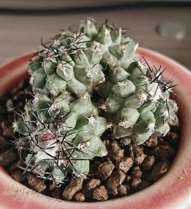 4 Heads liveSucculent Plant Copiapoa cinerea WYSIWYG Self Rooted Boutique sale - Picture 1 of 2